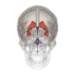 The ventricles of the brain contain fluid that's circulated by beating cilia on the ependymal cells that their walls  