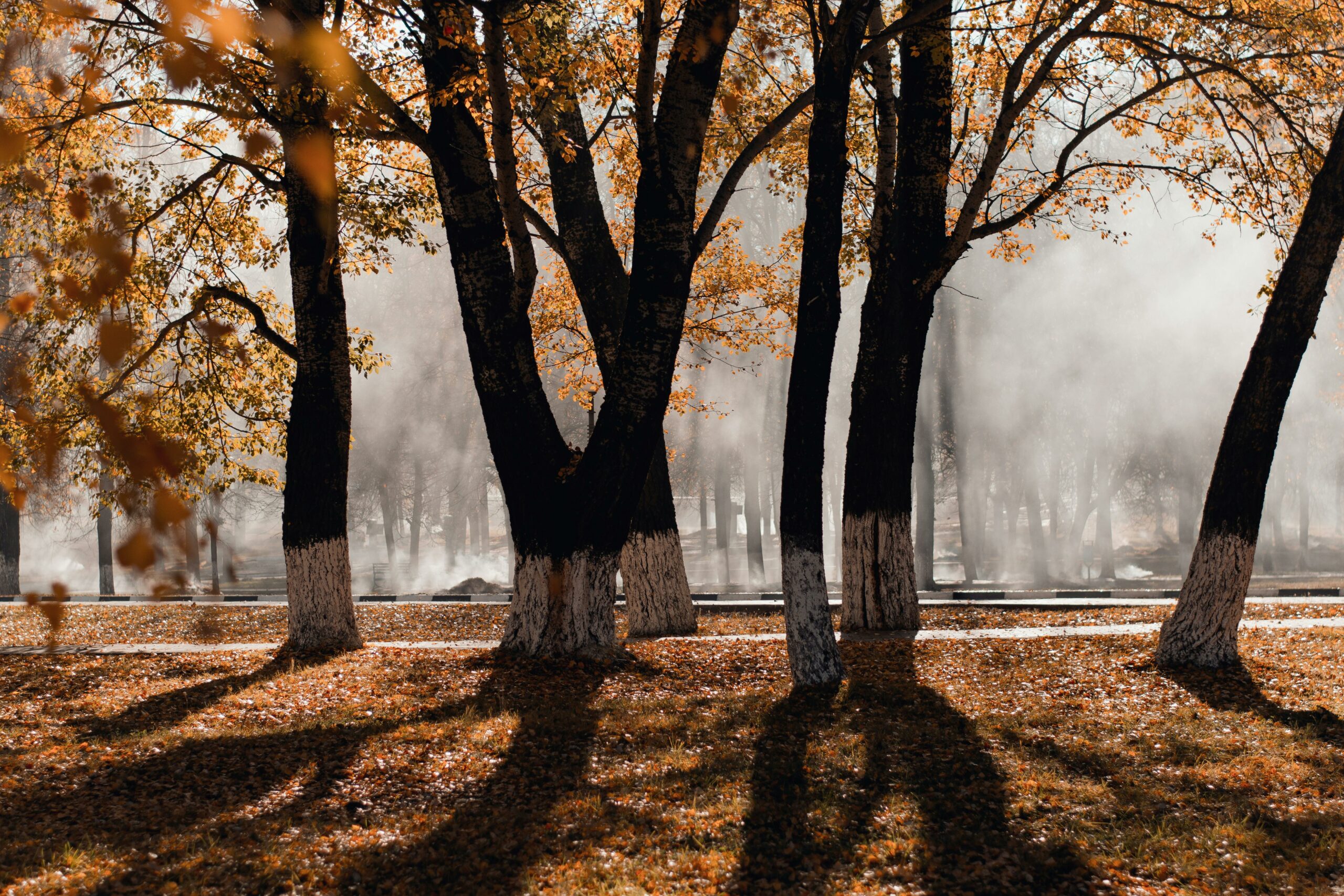 November 2025: This Month in Huntington’s Disease Research